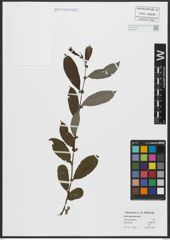 Foto von Salix appendiculata Vill.